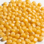 Corn Kernel
