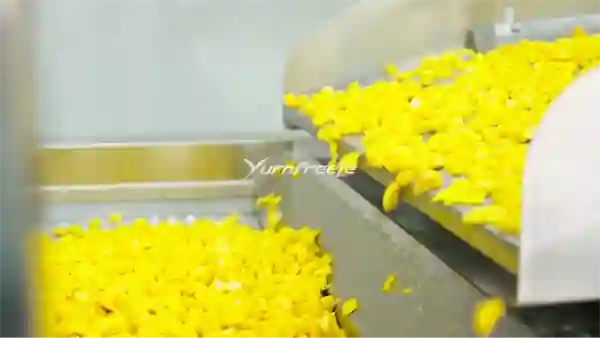Mango Infeed
