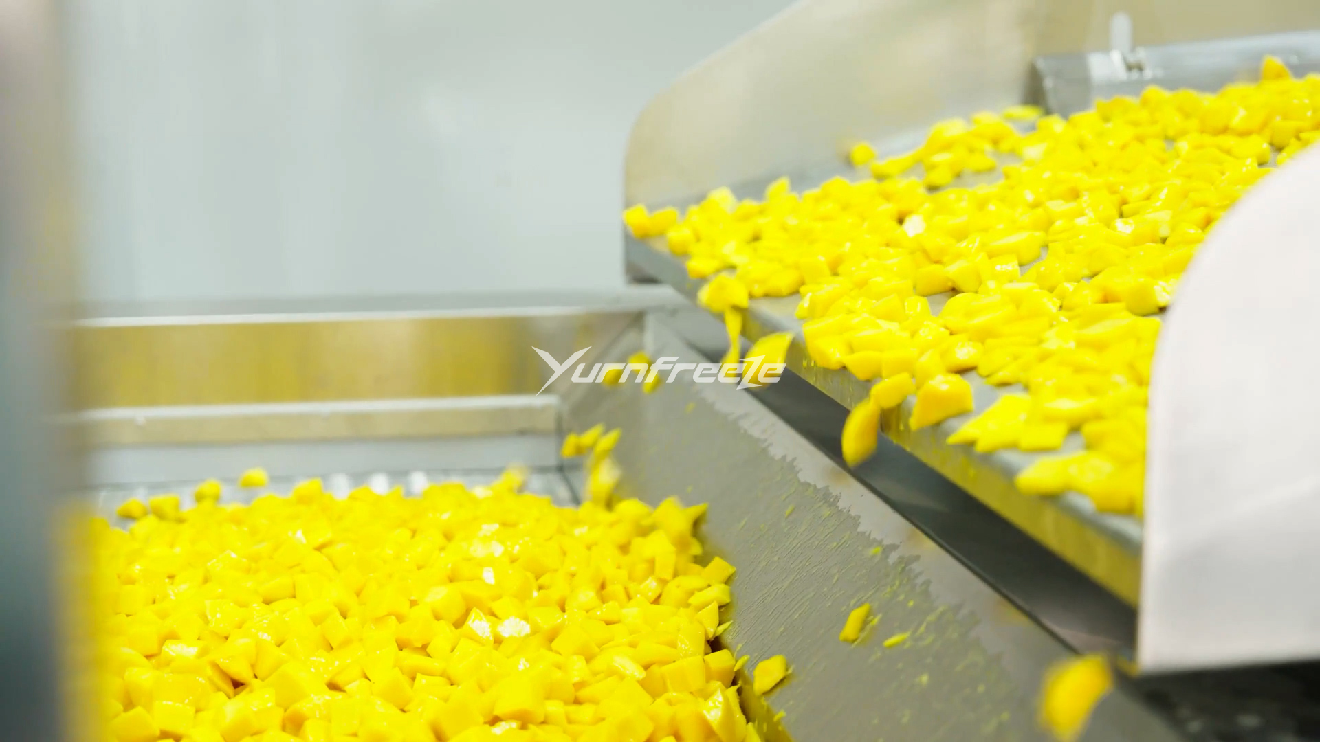mango IQF Fluidized Bed Freezer Infeeding
