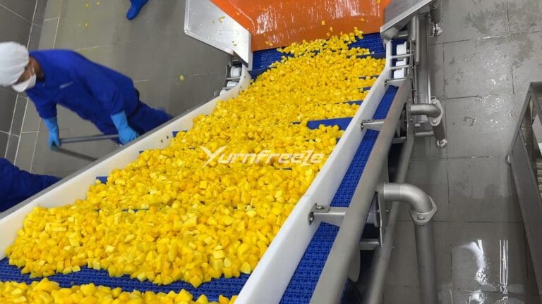 Fluidized Bed Freezer Mango